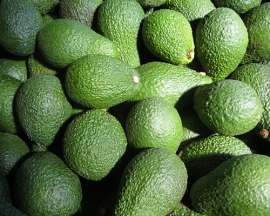 Египетский авокадо